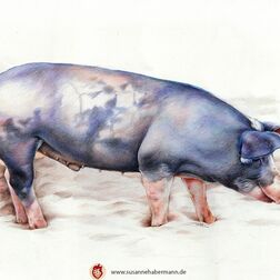 Tierporträt - Schwein - Zeichnung Buntstift auf Papier - A3- Haustier malen lassen