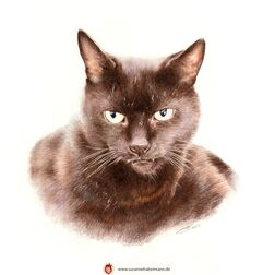 Tierporträt - schwarze Katze - Zeichnung Buntstift auf Papier - A4- Haustier malen lassen