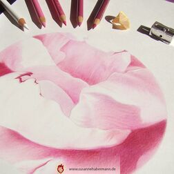 "rosa Blüte" - Nahaufnahme einer rosa Blüte - runder Bildausschnitt - Buntstifte umrahmen die Zeichnung - Zeichnung Buntstift auf Papier - Durchmesser 18 cm  - 175 Euro