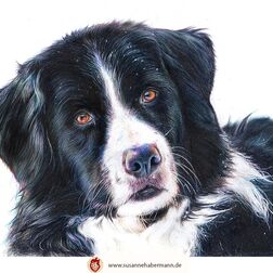 Tierporträt - Berner Sennenhund - Zeichnung Buntstift auf Papier - A4- Haustier malen lassen