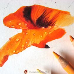 "Mohnbume" - Blüte einer Mohnblume, halbgeschlossen mit Tautropfen - work in progress - Zeichnung Buntstift auf Papier - 20 x 20 cm - verkauft