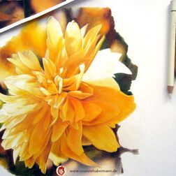 "Pfingtsrose"- gelbe Pfingstrose - Zeichnung Buntstift auf Papier - 450€