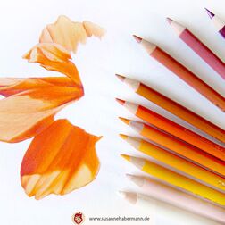 "Narzisse" - orangene Narzisse - work in progress -  Zeichnung Buntstift auf Papier- 23 x 24 cm - 150€