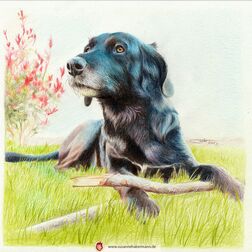 Tierporträt - schwarzer Hund mit einem angekauten Ast - Zeichnung Buntstift auf Papier - 21 x 21 cm - Lassen Sie ihr Haustier zeichnen