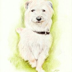 Tierporträt - weißer, kleiner Hund mit Halsband - Zeichnung Buntstift auf Papier - A4 - Lassen Sie ihr Haustier zeichnen