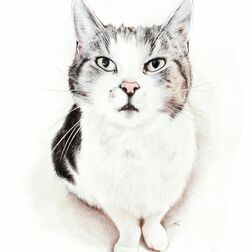 Tierporträt - weiße Katze mit Flecken - Zeichnung Buntstift auf Papier - A3- Haustier malen lassen