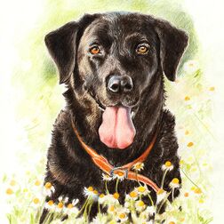 Tierporträt - schwarzer Hund mit heraushängender Zunge in einer Blumenwiese - Zeichnung Buntstift auf Papier - A4 - Lassen Sie ihr Haustier zeichnen