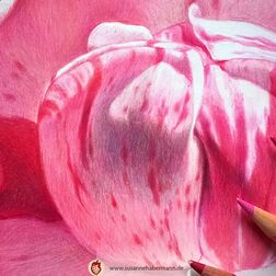 "Pfingstrose" - Blüte einer Pfingstrose von oben - Zeichnung Buntstift auf Papier - 30 x 30 cm - 450 €