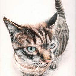 Tierportrait - Katze, Kopf comichaft verzerrt - Zeichnung Buntstift auf Papier - A4- Haustier zeichnen lassen