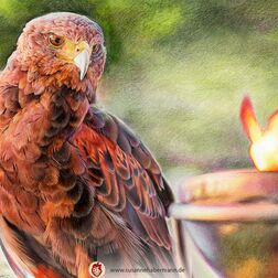Tierporträt - Adler - Zeichnung Buntstift auf Papier - A4- Haustier malen lassen