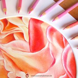 "Blüte" - Nahaufnahme einer Blüte in rosa, rot und gelb-Tönen - work in Progress -  Zeichnung Buntstift auf Papier 18 cm Durchmesser - 250 €