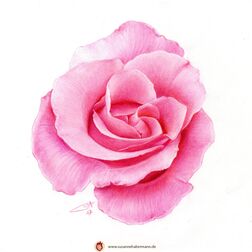 "Rose" - rosa Rosenblüte - Zeichnung Buntstift auf Papier - 20 x 20 cm - unverkäuflich