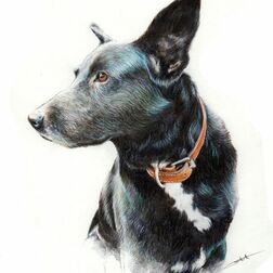 Tierporträt - schwarzer Hund - Zeichnung Buntstift auf Papier - A4 - Haustier zeichnen lassen
