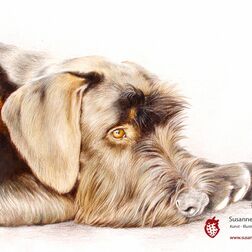 Tierporträt - Schnauzer - Zeichnung Buntstift auf Papier - A3- Haustier malen lassen