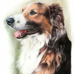 Tierporträt - Bernersennenhund - Zeichnung Buntstift auf Papier - A4- Haustier malen lassen