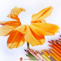 "Narzisse" - orangene Narzisse - work in progress -  Zeichnung Buntstift auf Papier- 23 x 24 c