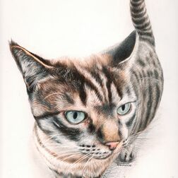 Tierportrait - Katze, Kopf comichaft verzerrt - Zeichnung Buntstift auf Papier - A4- Haustier zeichnen lassen