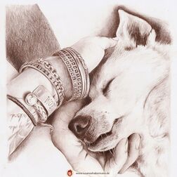 Tierporträt - Hund - Zeichnung Buntstift auf Papier-  30 x 30 cm - Haustier zeichnen lassen