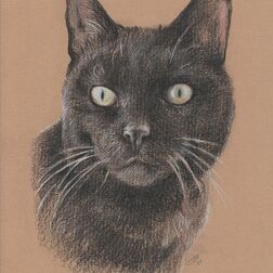 Tierporträt - schwarze Katze - Zeichnung Buntstift auf Papier - A4- Haustier zeichnen lassen
