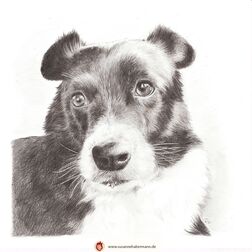 Tierporträt - Hund - Zeichnung Buntstift auf Papier-  21 x 21 cm - Haustier zeichnen lassen