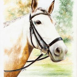 Tierporträt - Pferdekopf mit Geschirr - Zeichnung Buntstift auf Papier - A4- Haustier zeichnen lassen