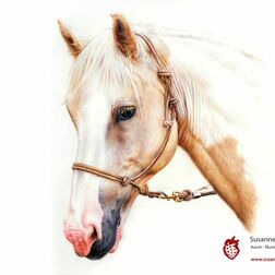 Tierporträt - Pferdekopf von der Seite - Zeichnung Buntstift auf Papier - A4- Haustier malen lassen