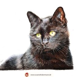 Tierporträt - schwarze Katze - Zeichnung Buntstift auf Papier - A4- Haustier malen lassen