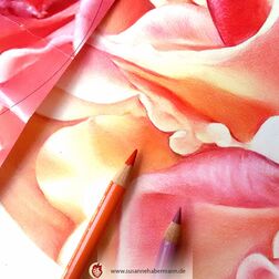 "Blüte" - Nahaufnahme einer Blüte in rosa, rot und gelb-Tönen - work in Progress -  Zeichnung Buntstift auf Papier 18 cm Durchmesser - 250 €