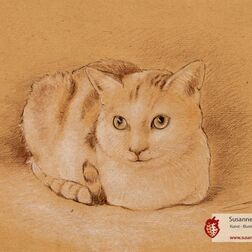 Tierporträt - Katze- Zeichnung Buntstift auf getöntem Papier- A4- Haustier zeichnen lassen