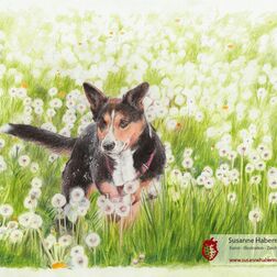 Tierporträt - kleiner Hund rennt durch Blumenwiese - Zeichnung Buntstift auf Papier - A4- Haustier zeichnen lassen