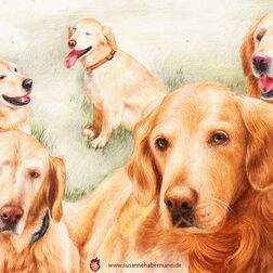 Tierporträt - Collage mit fünf Golden Retriever - Zeichnung Buntstift auf Papier - A3- Haustier zeichnen lassen