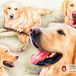 Tierporträt - Collage mit fünf Golden Retrievern - Zeichnung Buntstift auf Papier - A3- Haustier malen lassen