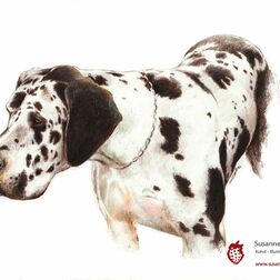 Tierporträt - getupfte Dogge - Zeichnung Buntstift auf Papier - A4- Haustier zeichnen lassen