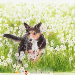 Tierporträt - kleiner Hund rennt durch Blumenwiese - Zeichnung Buntstift auf Papier - A4- Haustier zeichnen lassen