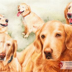 Tierporträt - Collage mit fünf Golden Retriever - Zeichnung Buntstift auf Papier - A3- Haustier zeichnen lassen