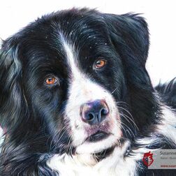 Tierporträt - Berner Sennenhund - Zeichnung Buntstift auf Papier - A4- Haustier malen lassen