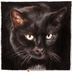 Tierporträt - schwarzer Katzenkopf - Zeichnung Buntstift auf Papier - 21 x 21 cm- Haustier malen lassen