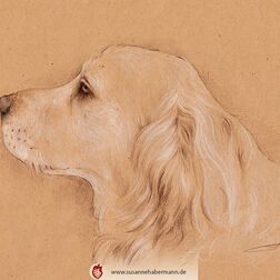 Tierporträt - Golden Retriever - Zeichnung Buntstift auf getöntem Papier- A4- Haustier zeichnen lassen