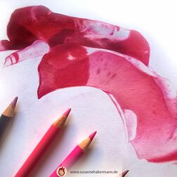"Pfingstrose" - work in progress - Blüte einer Pfingstrose von oben - Zeichnung Buntstift auf Papier - 30 x 30 cm - 450 €
