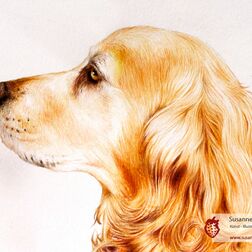 Tierporträt - Golden Retriever - Zeichnung Buntstift auf Papier - A5- Haustier zeichnen lassen