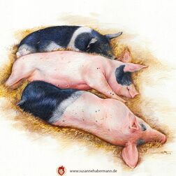 Tierporträt - drei schlafende Schweine - Zeichnung Buntstift auf Papier - A4- Haustier zeichnen lassen