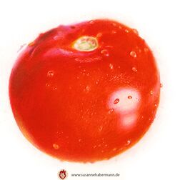 "Tomate" - reife Tomate mit Wassertropfen auf der Oberfläche - Zeichnung Buntstift auf Papier - A5 - verkauft