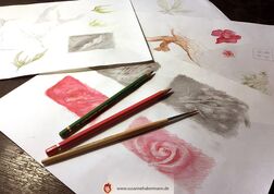 verschiedene Skizzen mit Bleistift und Buntstift -  Zeichenunterricht - Großraum Nürnberg - Landkreis Neustadt a.d.Aisch-Bad Windsheim -  "Zeichnen im Garten" Susanne Habermann - Zeichnen im Schloss