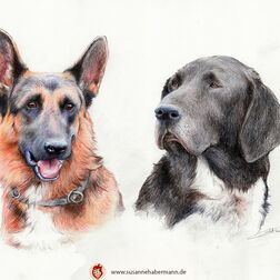 Tierporträt - zwei Hundeköpfe (Schäferhund, Jagdbund) - Zeichnung Buntstift auf Papier - A4- Haustier zeichnen lassen
