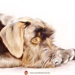 Tierporträt - Schnauzer - Zeichnung Buntstift auf Papier - A3- Haustier malen lassen