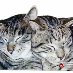 Tierporträt - zwei Katzen, aneinandergekuschelt- Zeichnung Buntstift auf Papier - A4- Haustier malen lassen