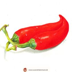 "Chili" - zwei rote Chilis -  Zeichnung Buntstift auf Papier - A5 - verkauft