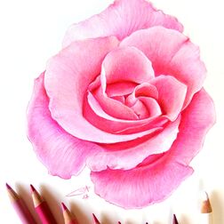 "Rose" - rosa Rosenblüte - Zeichnung Buntstift auf Papier - 20 x 20 cm - unverkäuflich