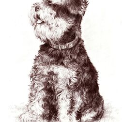 Tierporträt - Zwergschnauzer - Zeichnung Buntstift auf Papier- A4- Haustier zeichnen lassen