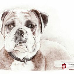 Tierporträt - Boxer - Zeichnung Buntstift auf Papier- A4- Haustier zeichnen lassen